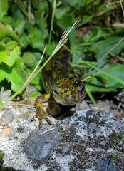 Triturus marmoratus