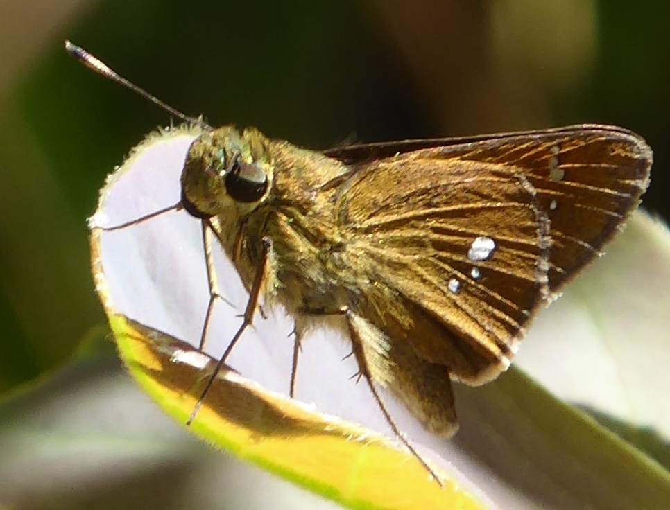 Himalayan Swift