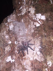 Avicularia avicularia