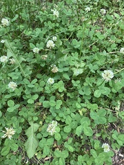 Trifolium repens