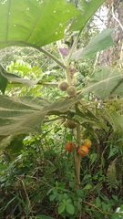 Solanum quitoense