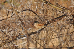 Tchagra australis