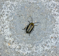 Derospidea brevicollis