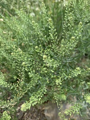 Lepidium ruderale