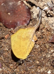 Yasoda tripunctata