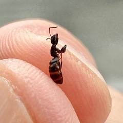 Camponotus novaeboracensis