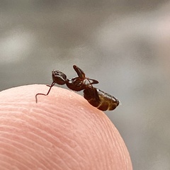 Camponotus novaeboracensis