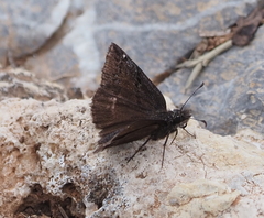 Erynnis marloyi