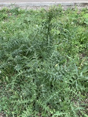 Carduus acanthoides