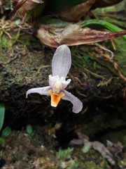 Maxillaria richii