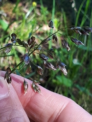 Anthoxanthum australe