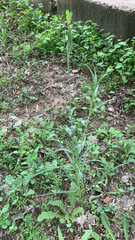 Tragopogon dubius
