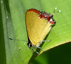 Heliophorus indicus