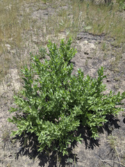 Acourtia microcephala