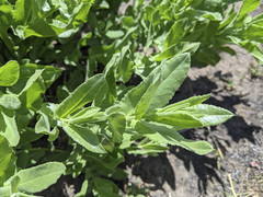 Acourtia microcephala