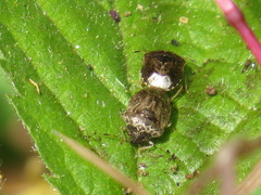 Cosmopepla intergressa