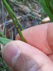 Anthoxanthum australe