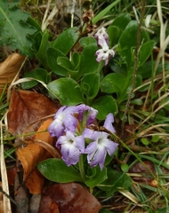 Primula clusiana