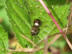 Cosmopepla intergressa