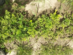 Ambrosia artemisiifolia