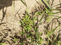 Ambrosia artemisiifolia