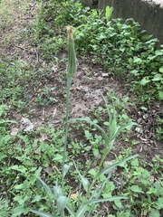 Tragopogon dubius