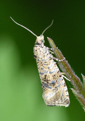 Syricoris