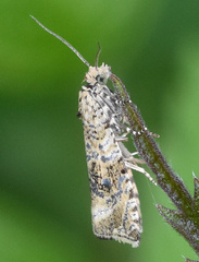 Syricoris