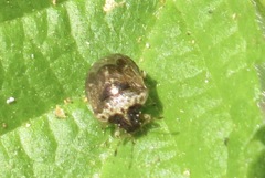 Cosmopepla intergressa