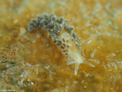 Anteaeolidiella lurana