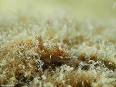 Okenia polycerelloides