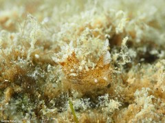 Okenia polycerelloides