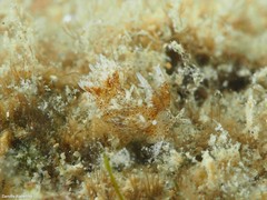 Okenia polycerelloides