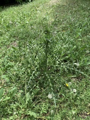 Carduus acanthoides