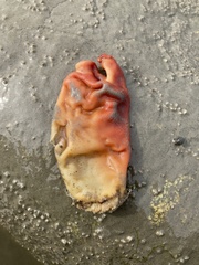 Halocynthia aurantium