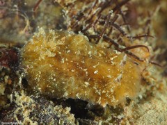 Peltodoris punctifera