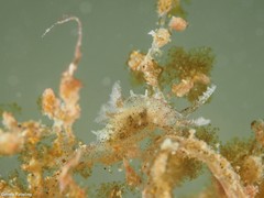 Okenia polycerelloides