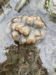 Aplidium coei