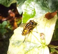 Helophilus fasciatus
