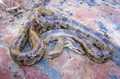 Lampropeltis calligaster