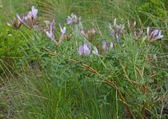Astragalus oropolitanus