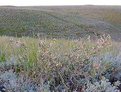 Atraphaxis frutescens