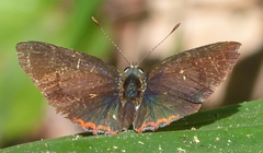 Heliophorus indicus