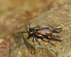 Kytorhinus quadriplagiatus