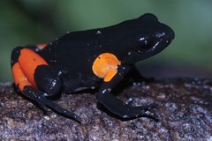 Black Golden Frog photo 1