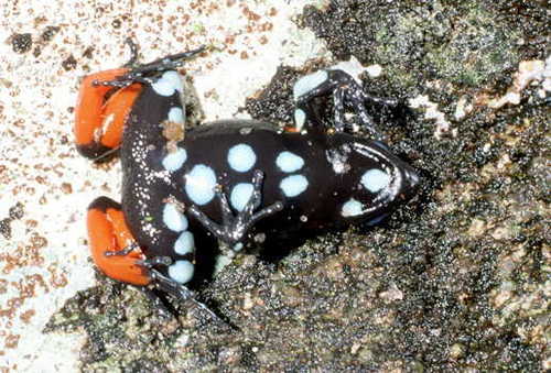 Cowan's Mantella