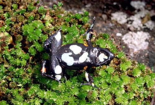 Cowan's Mantella