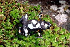 Black Golden Frog photo 3