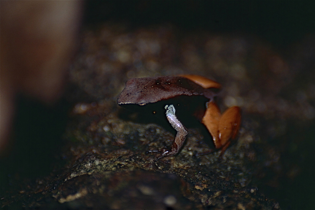 Haraldmeier's Mantella