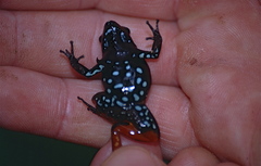 Haraldmeier's Mantella photo 2